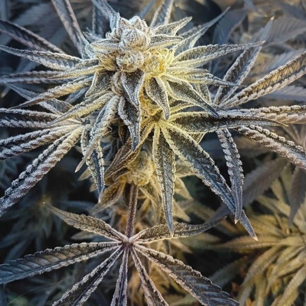 TheSeedShopUK's tweet photo. Crushberry Sugar 
Carbon Crusher x Blueberry Sugar
£40 per pack 12 feminised 💥 https://t.co/Hd4otPjBa6