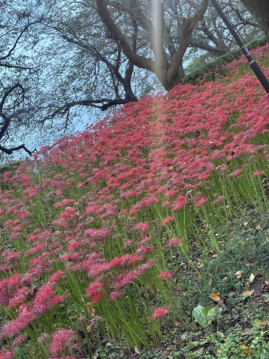 bsk___mr's tweet photo. 彼岸花祭りやってたからすこーしだけ覗きに行ってきたヨ https://t.co/GY2PhjGMiM