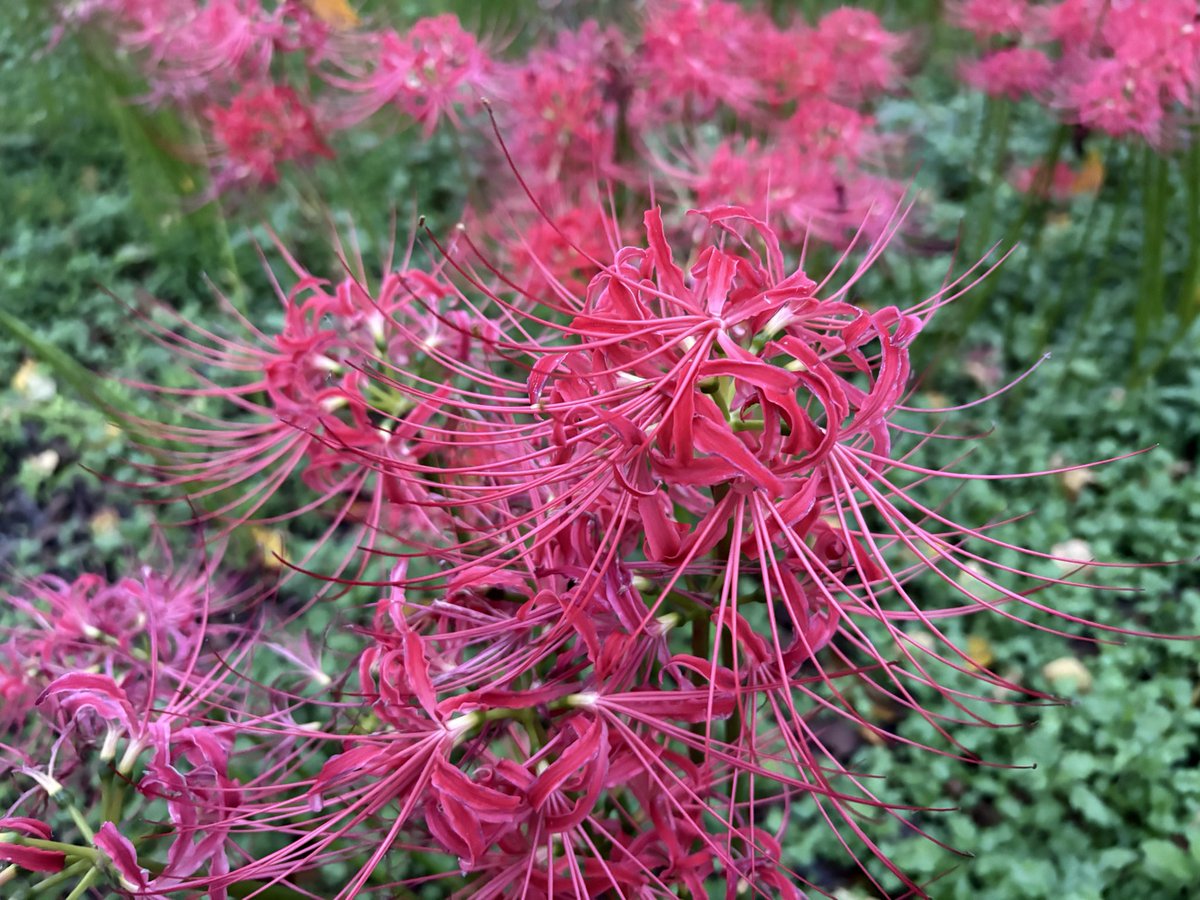 bsk___mr's tweet photo. 彼岸花祭りやってたからすこーしだけ覗きに行ってきたヨ https://t.co/GY2PhjGMiM