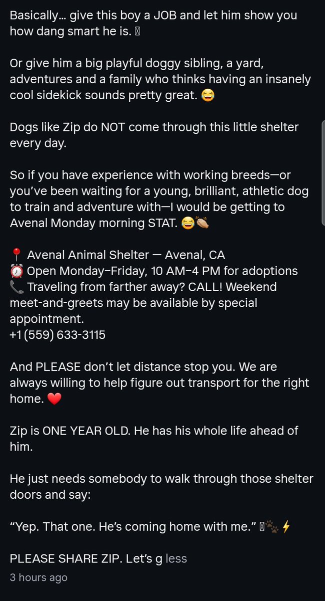 itsadogslifersq's tweet photo. ZIP #A0823
1yo.#malinois
📍#Avenal #KingsCounty #CA

Zip is a dream.

✅ Stunner
✅ loves other dogs
✅ loves people
✅ even tried to kiss the cat at his test

Zip needs an active human, best with a compatible doggo sibling, who is committed to meet his needs, &amp; appreciates him. https://t.co/nl3RJUThpl