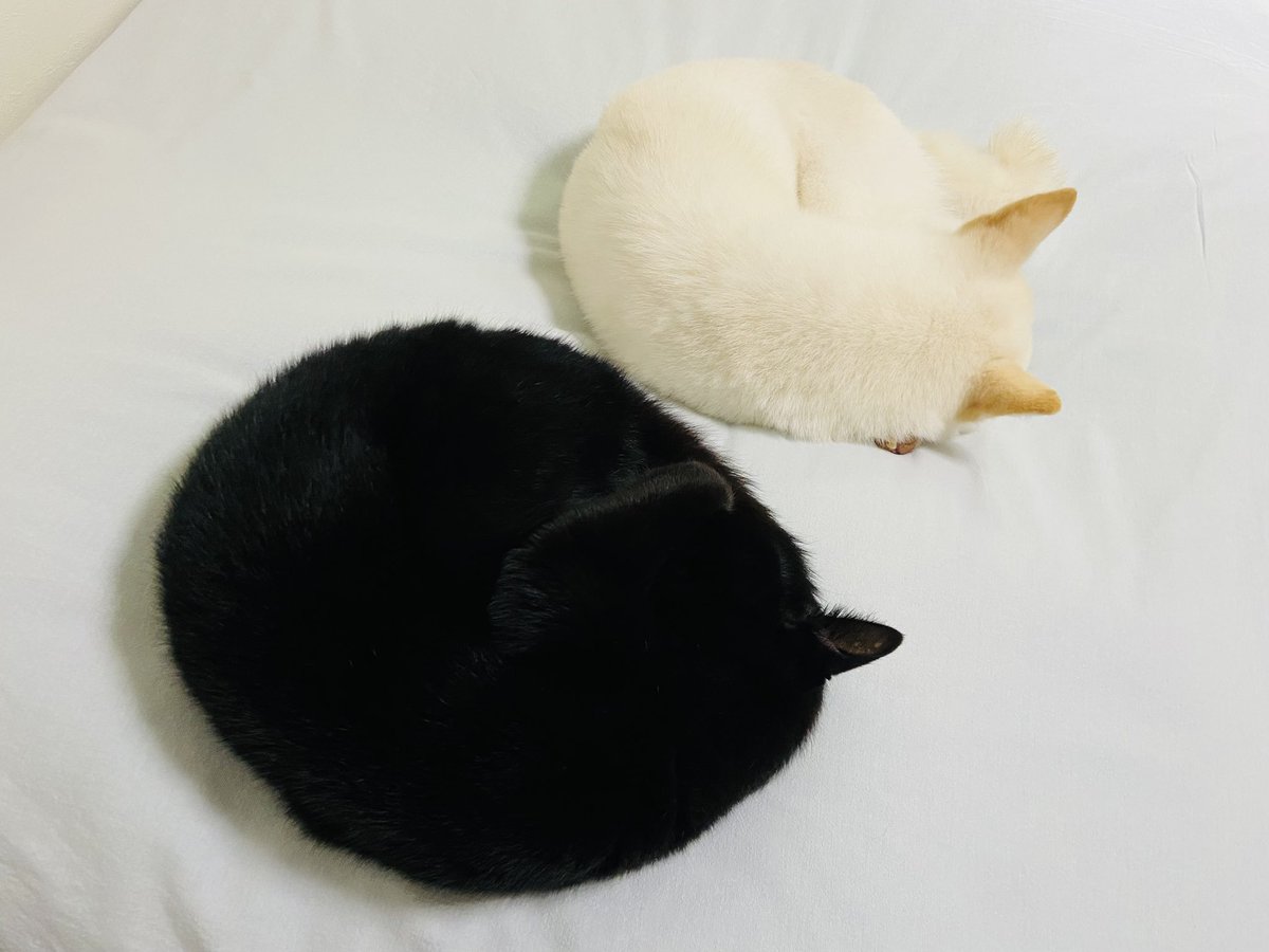 yuraghiomuro's tweet photo. おやすみ黒猫白柴 https://t.co/RWbP9HUbH1