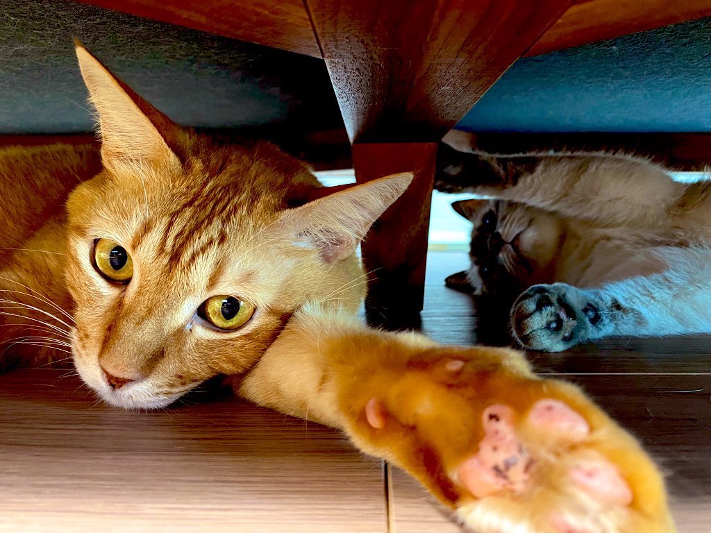 uzucatart's tweet photo. 主役は僕🐈
#ねこ #猫 #cat #茶トラ #シャム猫 #保護猫 https://t.co/8yKwm3OMji
