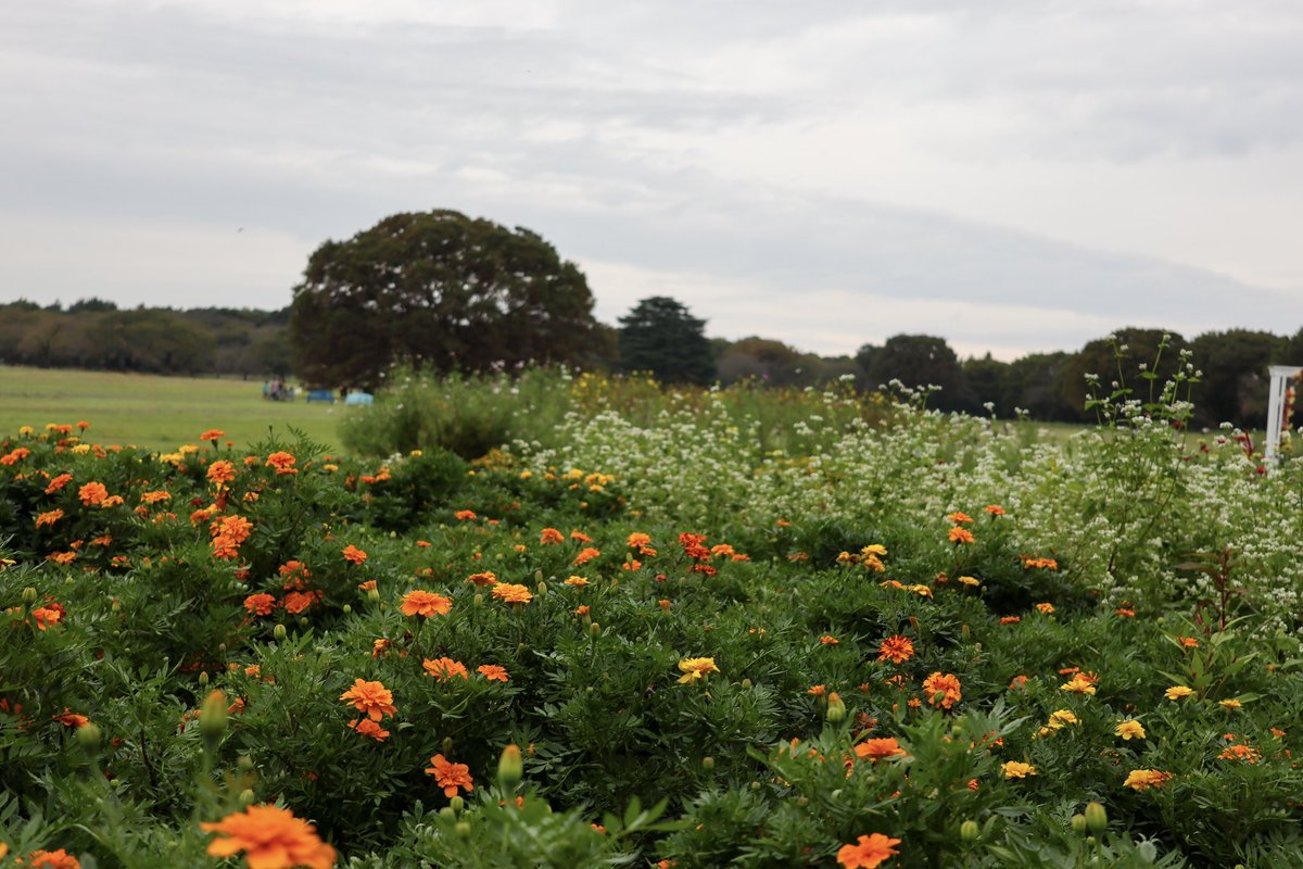 komorimax's tweet photo. シルバーウィーク最終日
あまり天気は優れなかったけど久しぶりに昭和記念公園へおでかけ🚶‍➡️🌳 

雨続きで元気を持て余していた体力👻たちも、思いっきり身体を動かせて発散できたみたいで良かった😅
肌寒くも外で運動するにはちょうどいい気温でした #昭和記念公園 https://t.co/iFYCJ0ZoOn