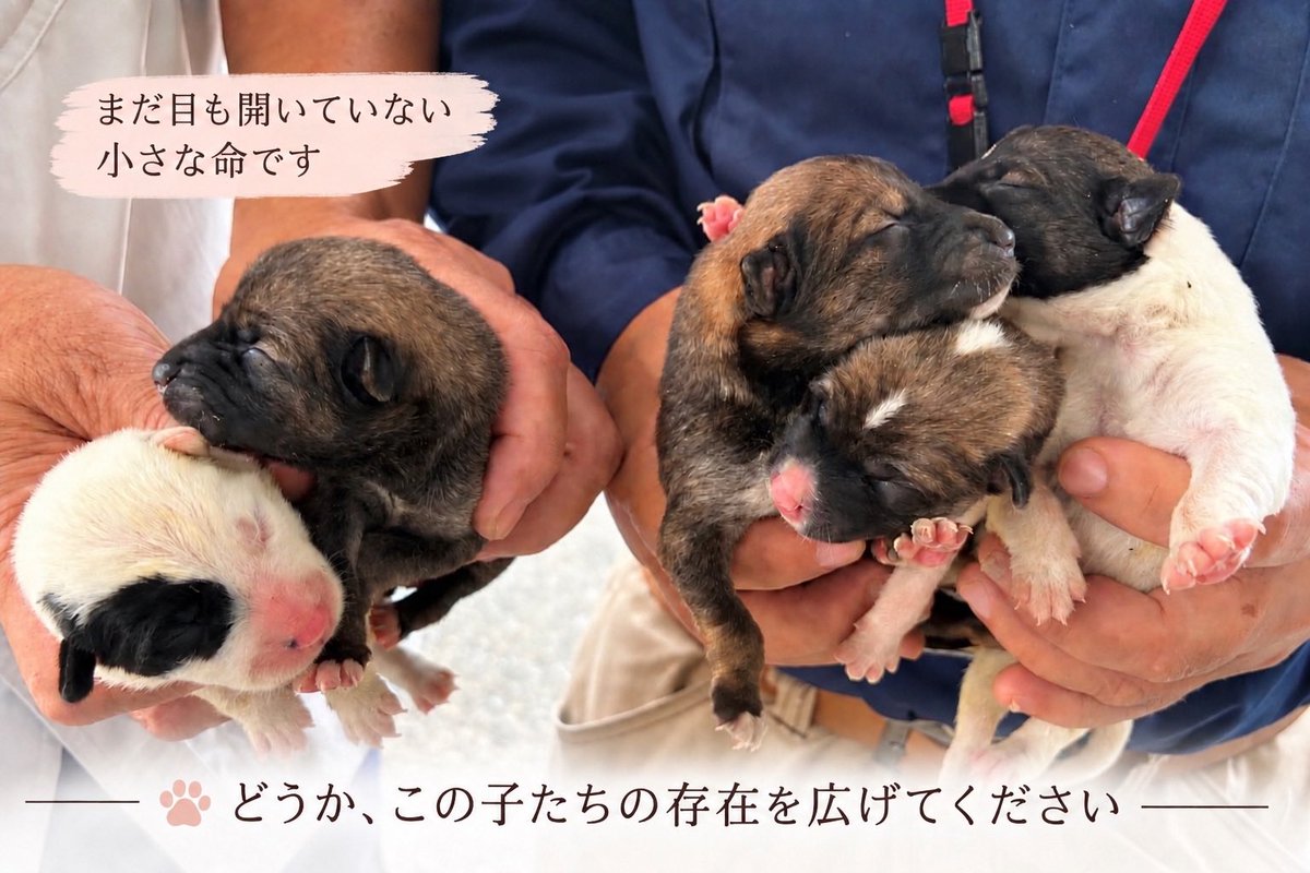 Rubylov65969168's tweet photo. ＃徳島県動物愛護管理センター

🆘まだ 目も開いてない乳飲み子です‼️

GOLLさんのポストに強く同意します‼️

母犬の温もりから引き離され
小さな命達に必要な授乳は十分になされ
ているのでしょうか⁉️
この乳飲み子達を守っていたはずの
母犬はどうしたのでしょうか⁉️

GOLLさんの思いをご一読して下さい🙇‍♀️
一人でも多くの方に届きますように🙏

どうか この子達に生きるチャンスを‼️