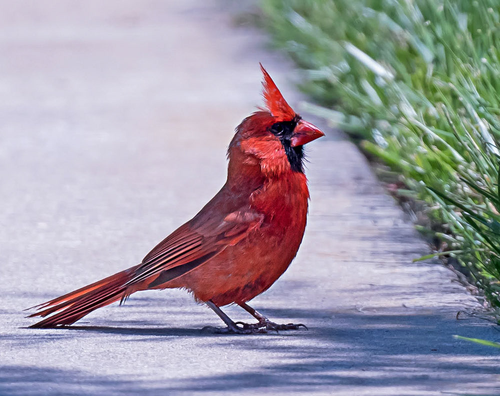 chandanaroy24's tweet photo. A male Northern Cardinal fans out his wings as it lands, then springs into action and runs towards grass to catch an insect it has spotted. 
#NorthernCardinal #birdwatching #birdphotography #nature #wildlife #IndiAves #BirdsSeenIn2026 #BIRDSTORY #nikon https://t.co/vxUFY4U05F