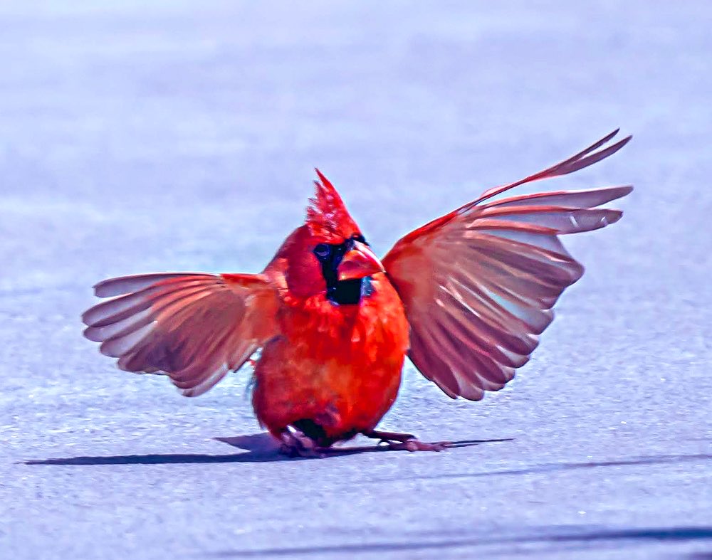 chandanaroy24's tweet photo. A male Northern Cardinal fans out his wings as it lands, then springs into action and runs towards grass to catch an insect it has spotted. 
#NorthernCardinal #birdwatching #birdphotography #nature #wildlife #IndiAves #BirdsSeenIn2026 #BIRDSTORY #nikon https://t.co/vxUFY4U05F