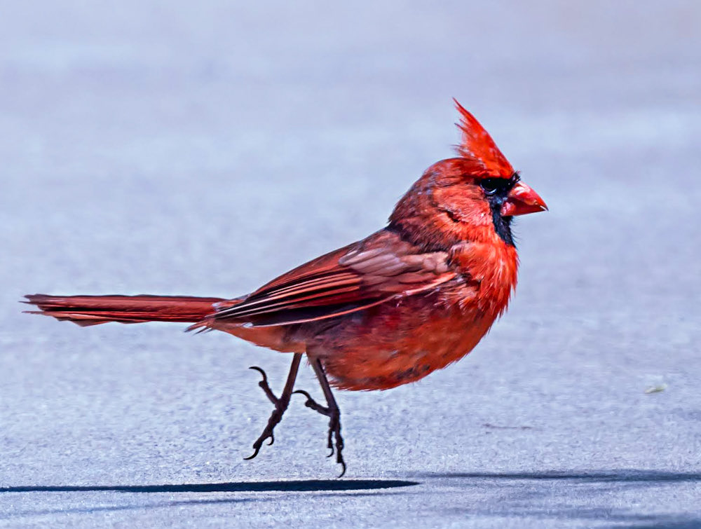 chandanaroy24's tweet photo. A male Northern Cardinal fans out his wings as it lands, then springs into action and runs towards grass to catch an insect it has spotted. 
#NorthernCardinal #birdwatching #birdphotography #nature #wildlife #IndiAves #BirdsSeenIn2026 #BIRDSTORY #nikon https://t.co/vxUFY4U05F