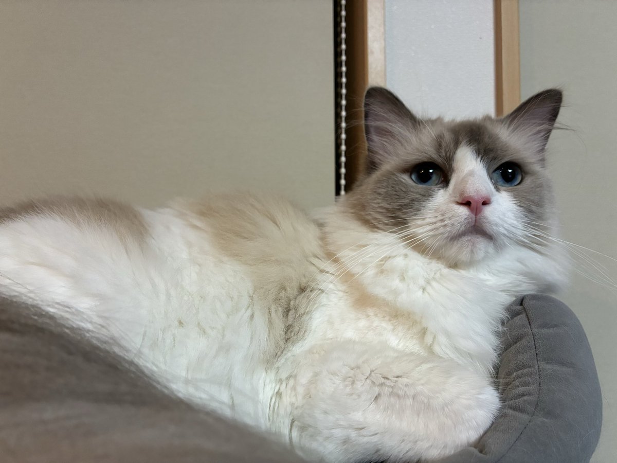 MskKd15's tweet photo. 🐈猫日記688日目

大丈夫。
明日行ったら、あっという間に金曜や。

#猫 #ラグドール https://t.co/HCn70CT6Se