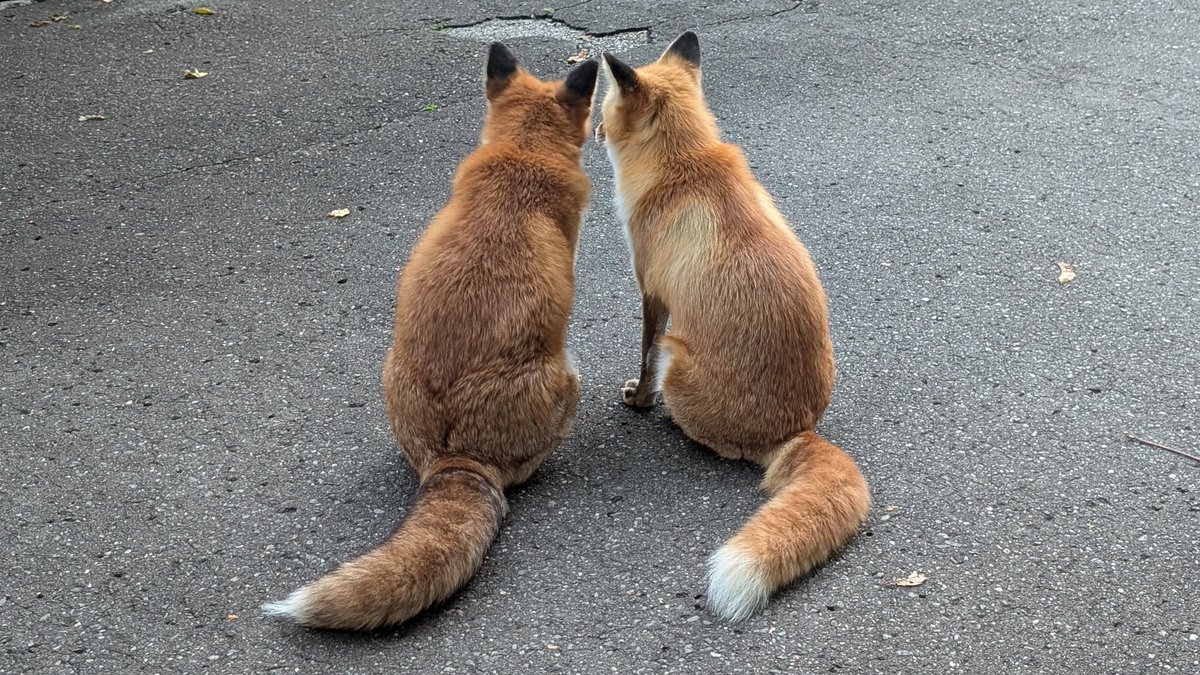 kitakitsunefarm's tweet photo. 顔が見えなくても充分可愛い💕
それがきつねです🦊
#北きつね牧場 #キタキツネ #しゅう ♀ #モアナ ♀ https://t.co/mBTIuu9hu6