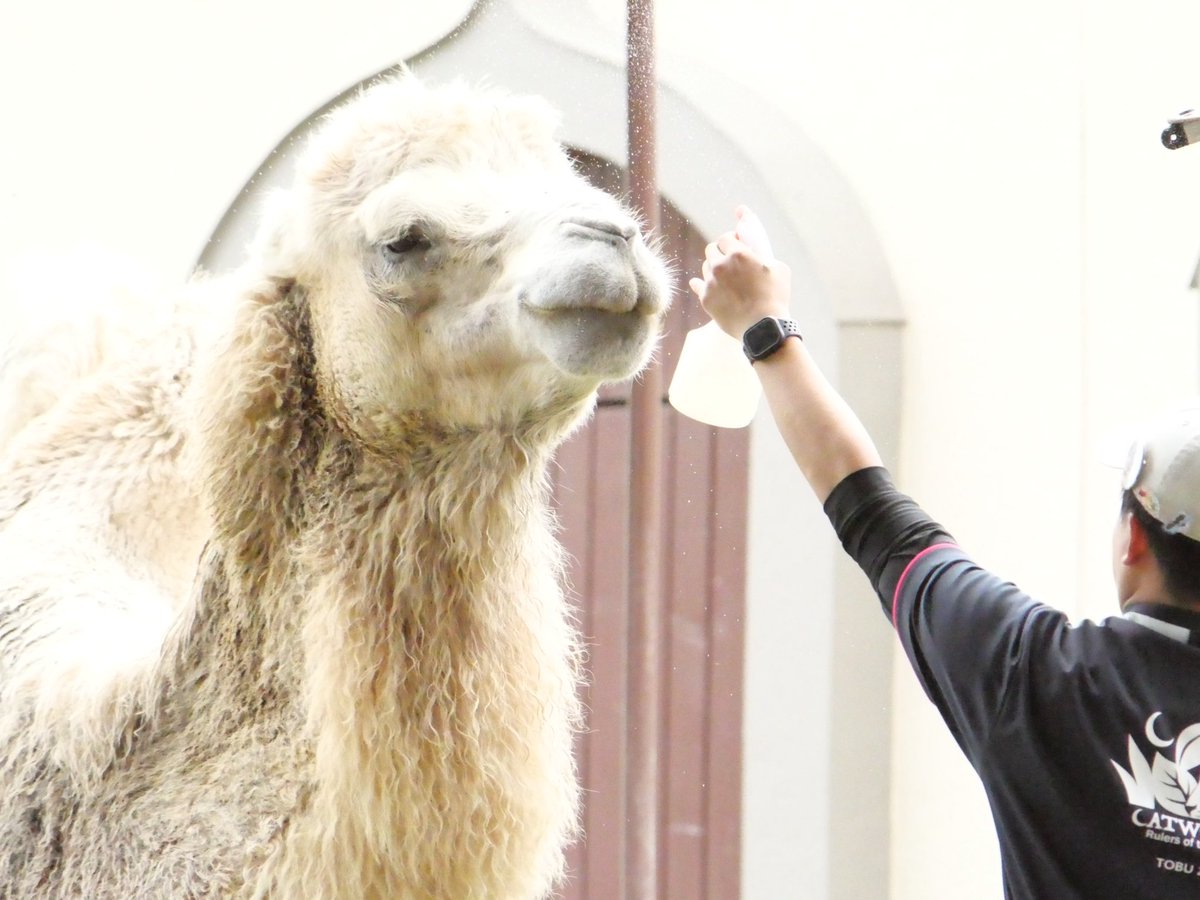 eg_cca's tweet photo. かわいいね

#東武動物公園
#ジャン
#フタコブラクダ https://t.co/1wwPCGgv8u