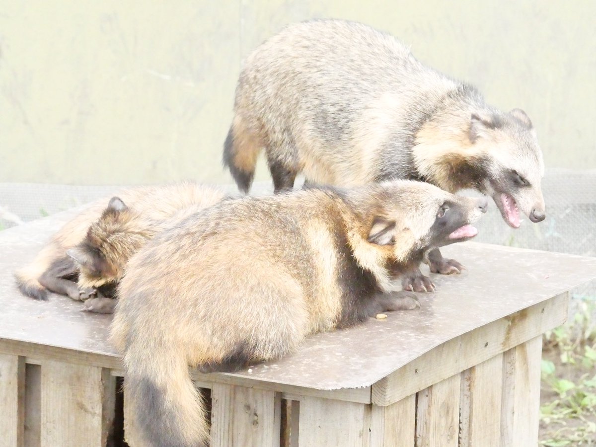 eg_cca's tweet photo. 内輪揉め

#東武動物公園
#ホンドタヌキ https://t.co/arYXBar6YF