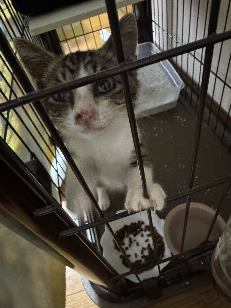 MkPlusWorks's tweet photo. ニューカマー
猫風邪のため、軟禁中
白血病と猫エイズ陰性で良かった。
先住猫と相性が良いこと願う。 https://t.co/Uo8SN80Pco