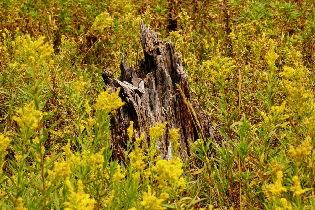 capuanabacwu2n's tweet photo. First time posting, but here's a tree stump from Yellowstone National Park.
#NatureScenery #Send-to-Name https://t.co/EkSNyL0oUL
