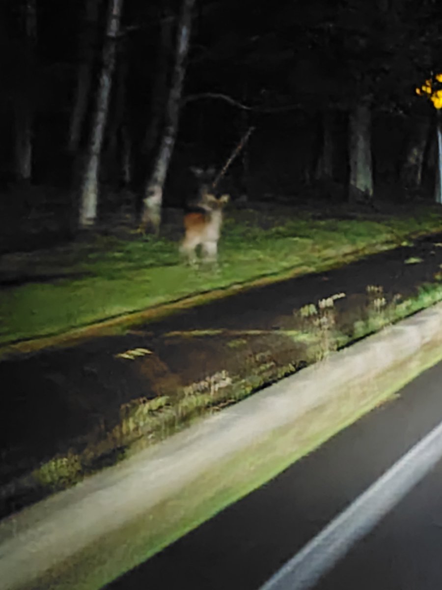 Ka10Hi64's tweet photo. 鹿だらけ🦌🦌🦌
車道に飛び出し急ブレーキ😓 https://t.co/cZ9gaSrhlo