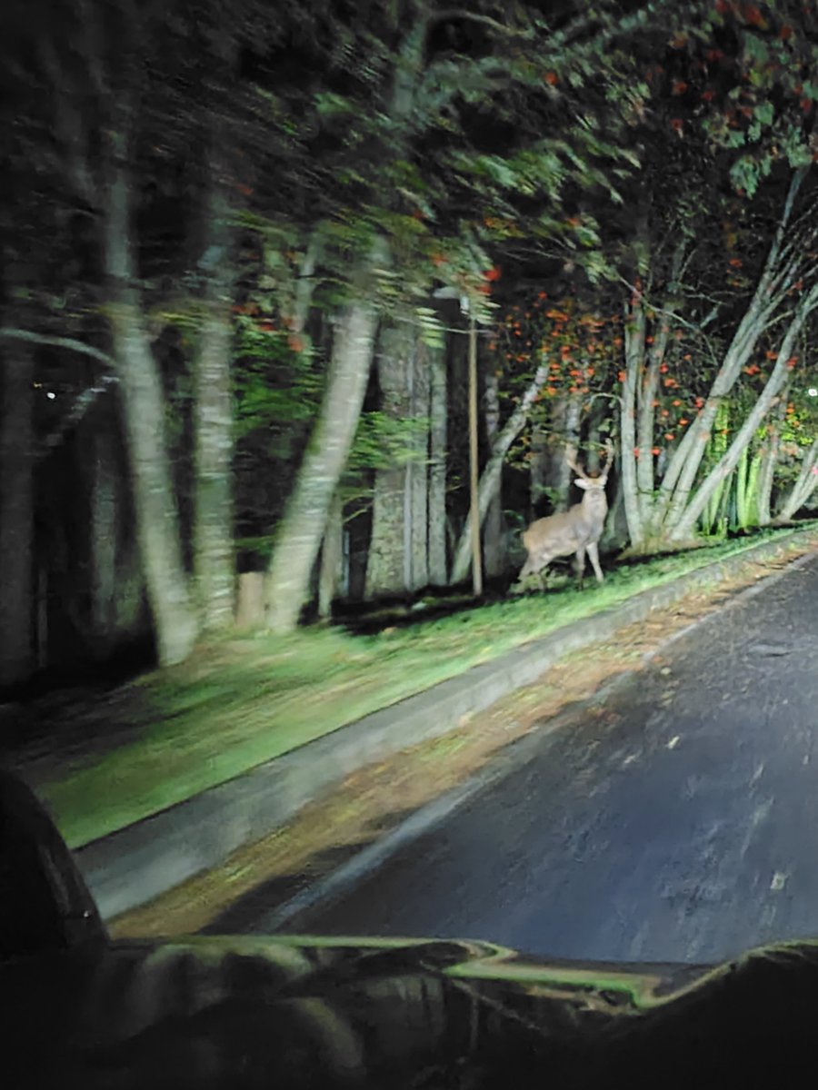 Ka10Hi64's tweet photo. 鹿だらけ🦌🦌🦌
車道に飛び出し急ブレーキ😓 https://t.co/cZ9gaSrhlo