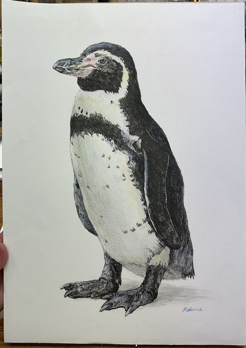 Rebecca4084's tweet photo. 筆ペンでペンギン3時間 https://t.co/XqPotY9BzU