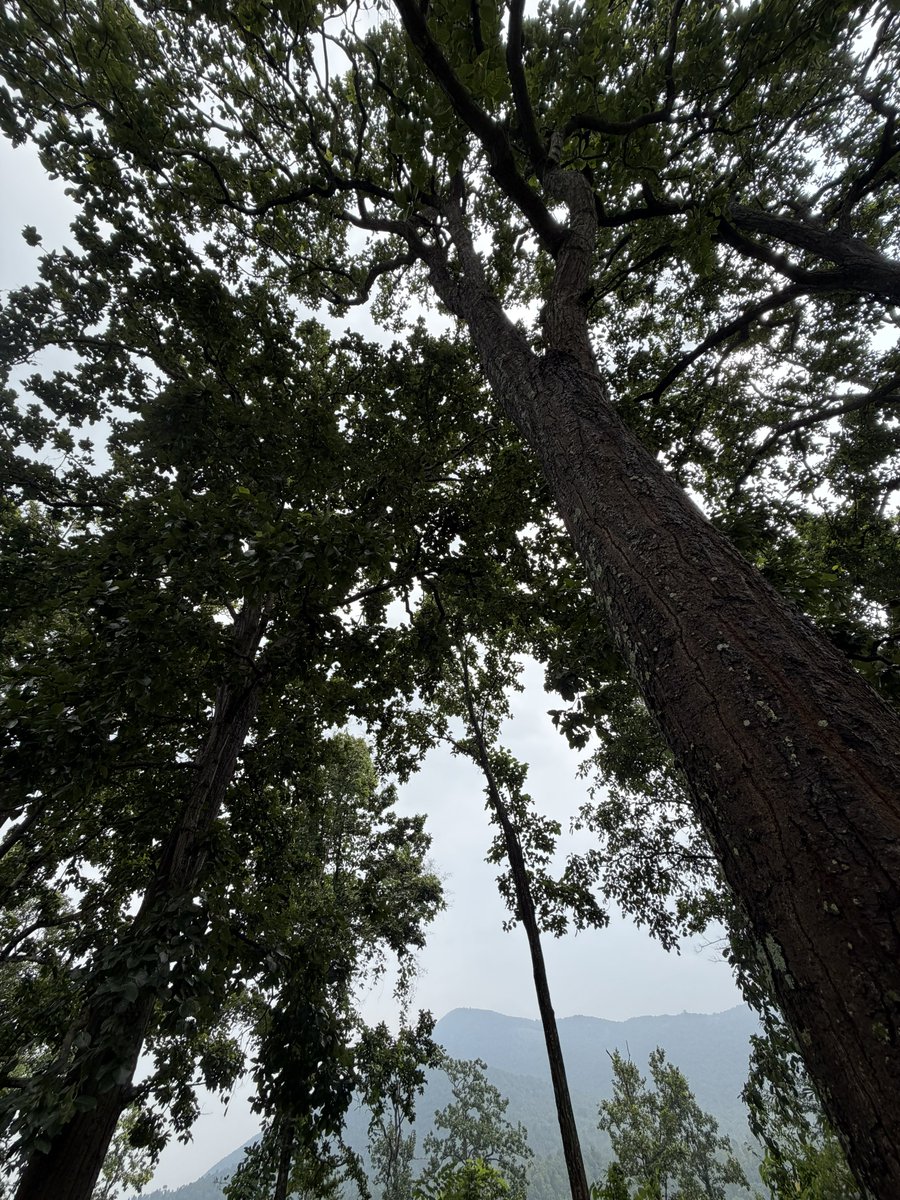 manas_muduli's tweet photo. Beautiful Odisha! 

Deep in the forests, surrounded by towering trees and majestic Eastern Ghats.

Nature at its finest. ❤️ https://t.co/S3gITTssZZ
