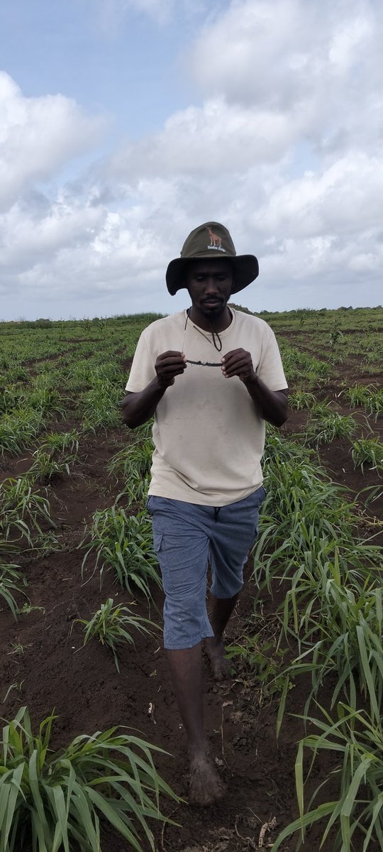 ahmedaliom's tweet photo. Building drought resilience starts at the root.
​Fodder and grass cultivation is one of the most effective ways to safeguard livestock, secure feed supplies during dry seasons, and protect soil health from degradation. 
Sustainable farming is our best defense against recurring https://t.co/RrpKmvyjIO