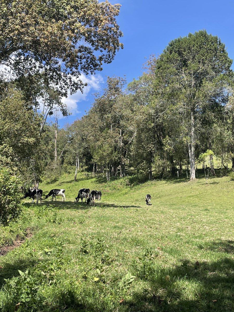 The_Kaigi's tweet photo. Niko huku Aberdares scouting for land. Will be dropping some good deals later in the week. Namba ni ile ile call/app 0712626419 https://t.co/qnoSzNLuTd