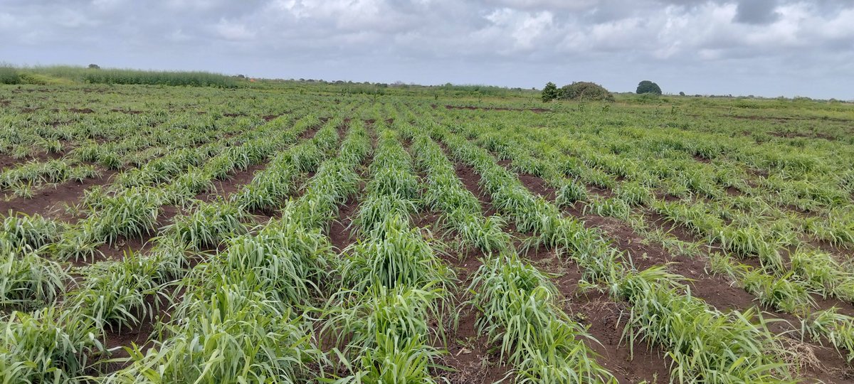ahmedaliom's tweet photo. Building drought resilience starts at the root.
​Fodder and grass cultivation is one of the most effective ways to safeguard livestock, secure feed supplies during dry seasons, and protect soil health from degradation. 
Sustainable farming is our best defense against recurring https://t.co/RrpKmvyjIO