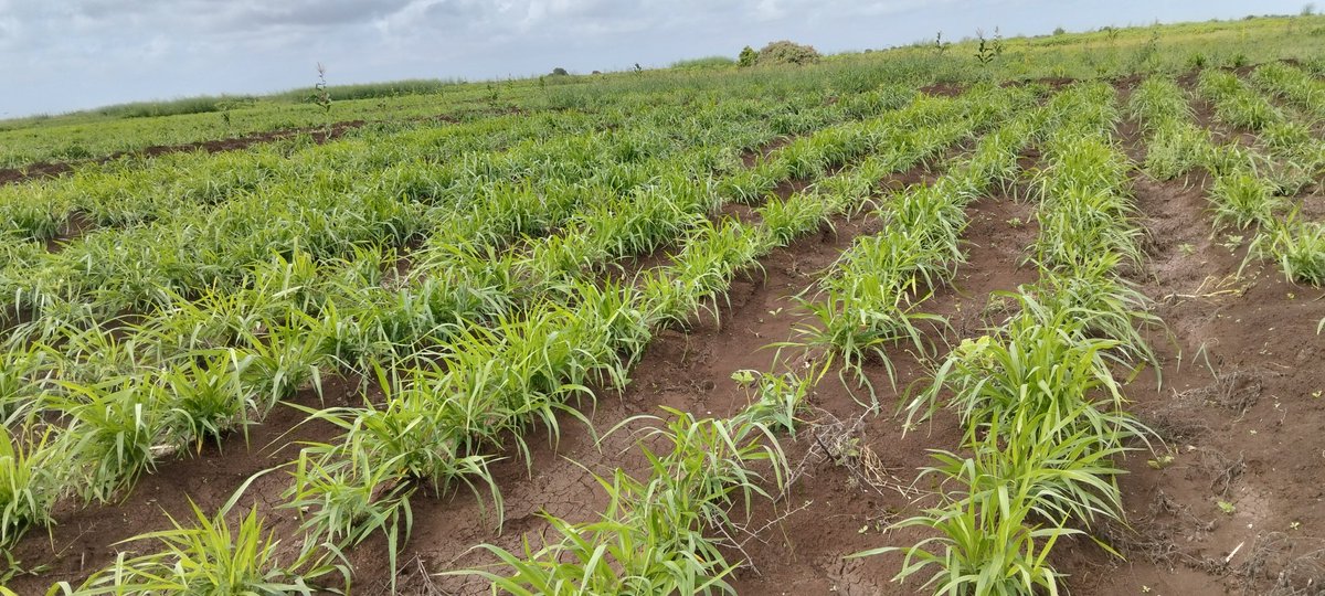 ahmedaliom's tweet photo. Building drought resilience starts at the root.
​Fodder and grass cultivation is one of the most effective ways to safeguard livestock, secure feed supplies during dry seasons, and protect soil health from degradation. 
Sustainable farming is our best defense against recurring https://t.co/RrpKmvyjIO
