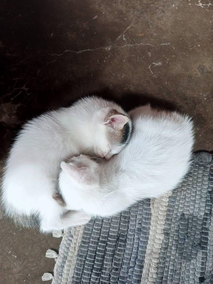 catpostaura's tweet photo. https://t.co/JTjb1Owa7j