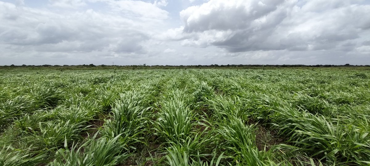 ahmedaliom's tweet photo. Building drought resilience starts at the root.
​Fodder and grass cultivation is one of the most effective ways to safeguard livestock, secure feed supplies during dry seasons, and protect soil health from degradation. 
Sustainable farming is our best defense against recurring https://t.co/RrpKmvyjIO