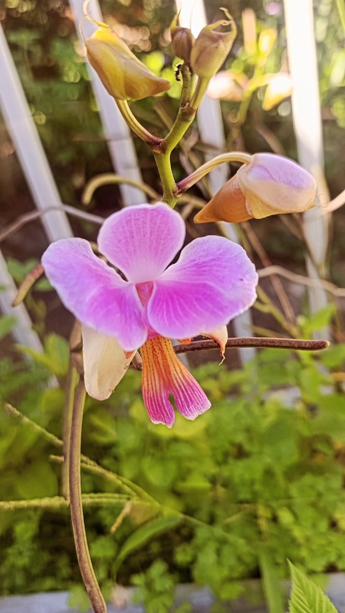 ronnimadeira's tweet photo. Papilionanthe Teres (Vanda Teres) https://t.co/zfCGtZW2Vq