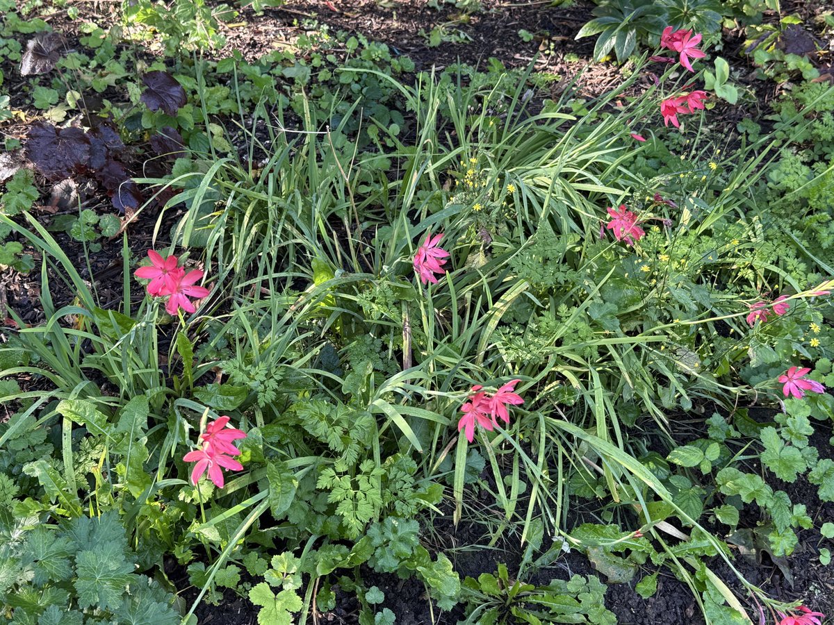 FestivalGardns's tweet photo. Still plenty of colour in the Festival Gardens. We’ve tidied around the raised beds this morning and by some tlc given to the borders. @lpoolcouncil https://t.co/wBoSIrodyv