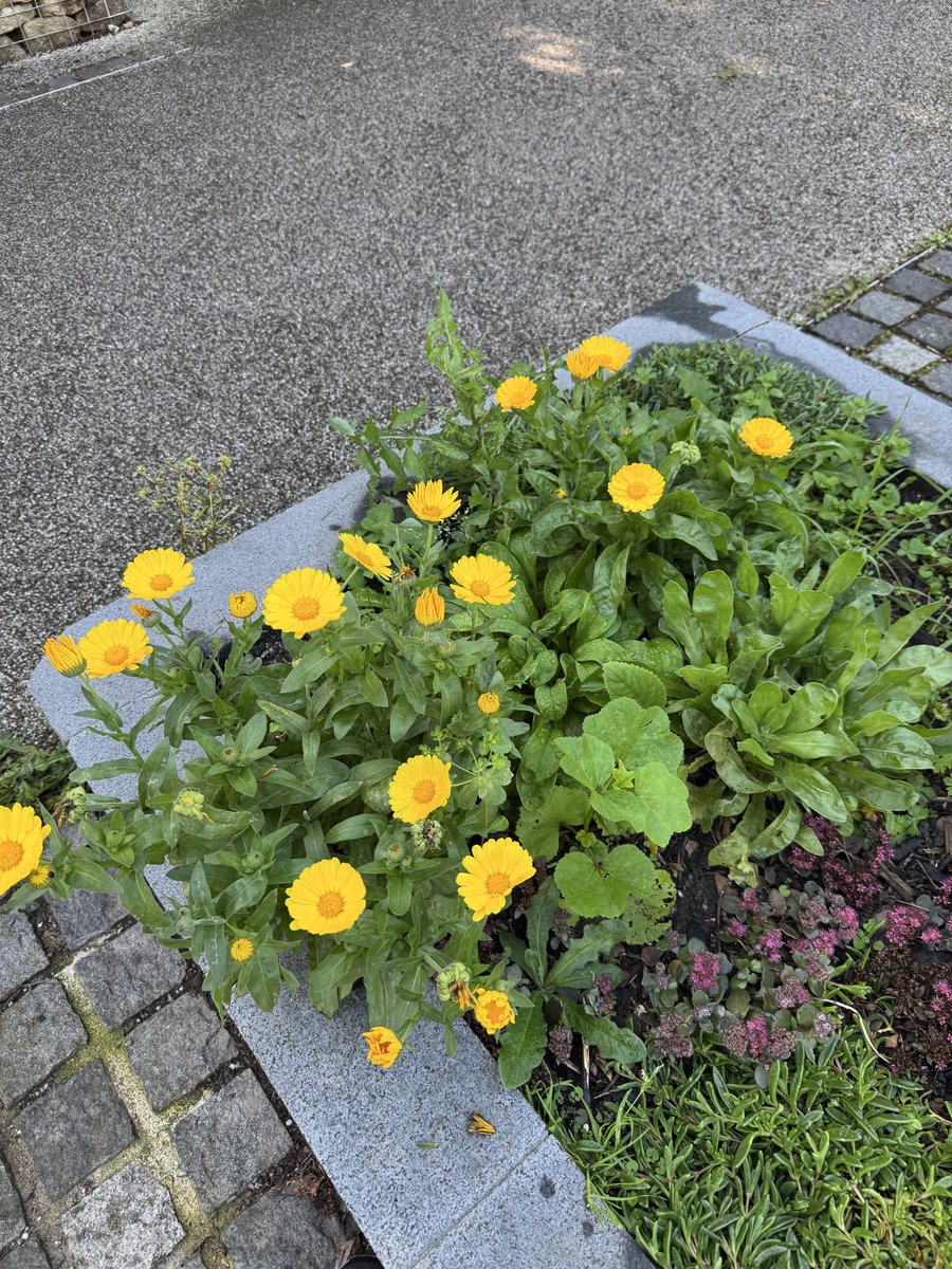 FestivalGardns's tweet photo. Still plenty of colour in the Festival Gardens. We’ve tidied around the raised beds this morning and by some tlc given to the borders. @lpoolcouncil https://t.co/wBoSIrodyv