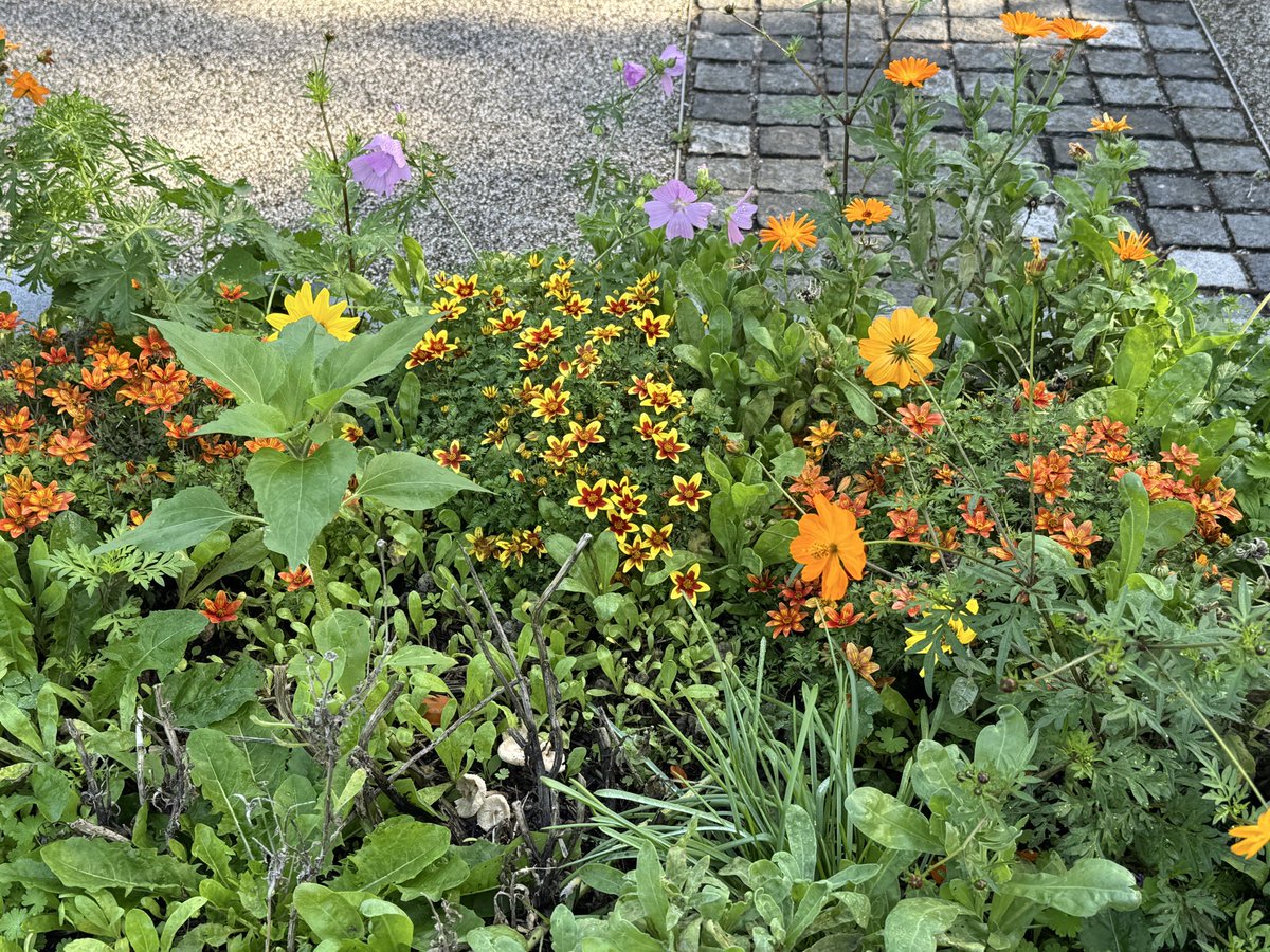 FestivalGardns's tweet photo. Still plenty of colour in the Festival Gardens. We’ve tidied around the raised beds this morning and by some tlc given to the borders. @lpoolcouncil https://t.co/wBoSIrodyv