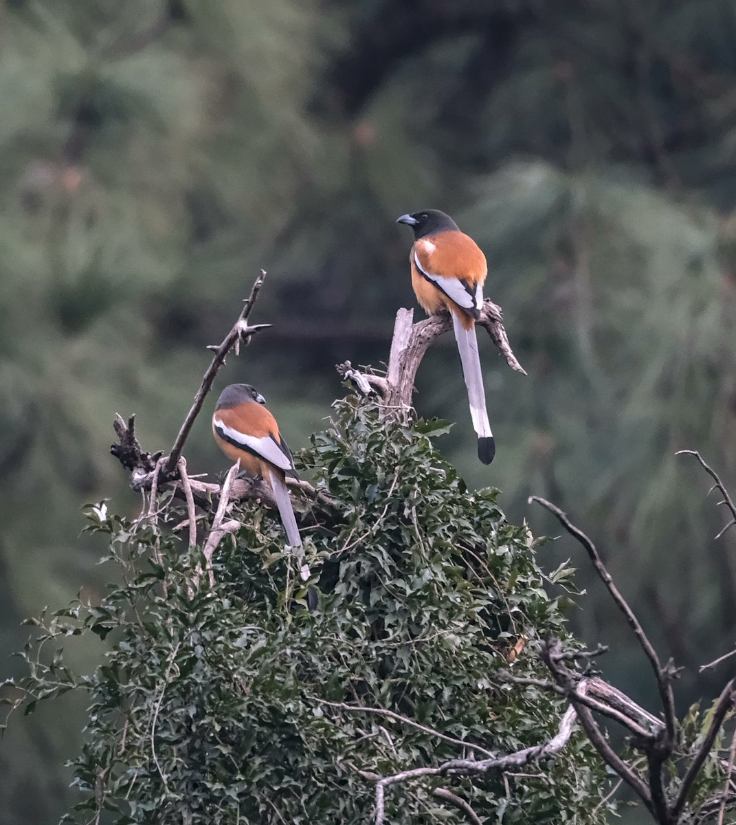 navsri6619's tweet photo. Birds of Indian Embassy (@IndiainNepal): Rufous Treepie (कोकले) is another permanent resident of the Indian Embassy compound. There are 2 pairs that I have seen during my stay here. They usually make a loud call, and as per Google, the Nepali name is an onomatopoeia based on that loud "kok-kok" or metallic calling sound
@pbs_savethebird @birdlifenepal @MOFENepal @nepaltourismb @IndiaInNepal @Team_eBird
