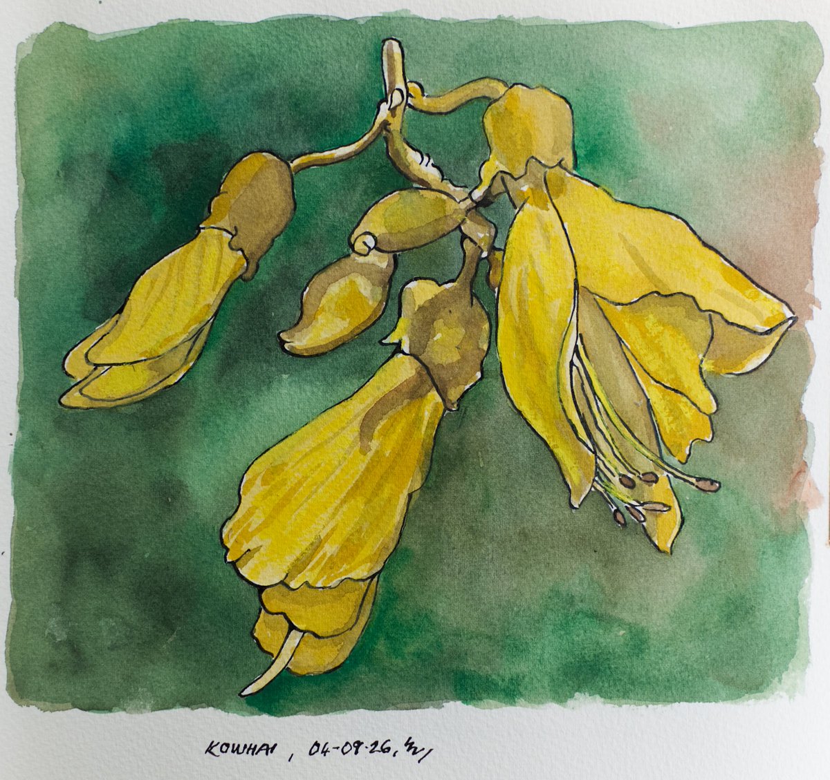 chloemitchell1f's tweet photo. Our kōwhai tree is bursting into bloom, and tūī and kererū are feasting on the nectar. I love watching tūī hang upside down, beaks deep in the flowers. One knocked off this bunch, so I sketched it. https://t.co/kU6VCI2l0T