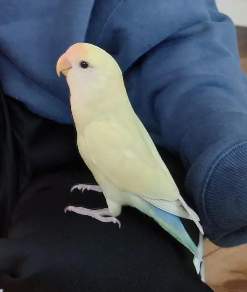 Tnchn0618's tweet photo. 9/27(日)16:30頃、飼っていたコザクラインコを誤って外に逃がしてしまいました。
場所：長野県伊那市西箕輪地区
カラー:全体的にクリームイエローで、頭はオレンジ、尾羽根はブルーとグリーン
名前：きなこ
手乗りで人慣れしています。
些細なことでも御連絡いただけたら有難いです。 https://t.co/s0gI8xKOd0