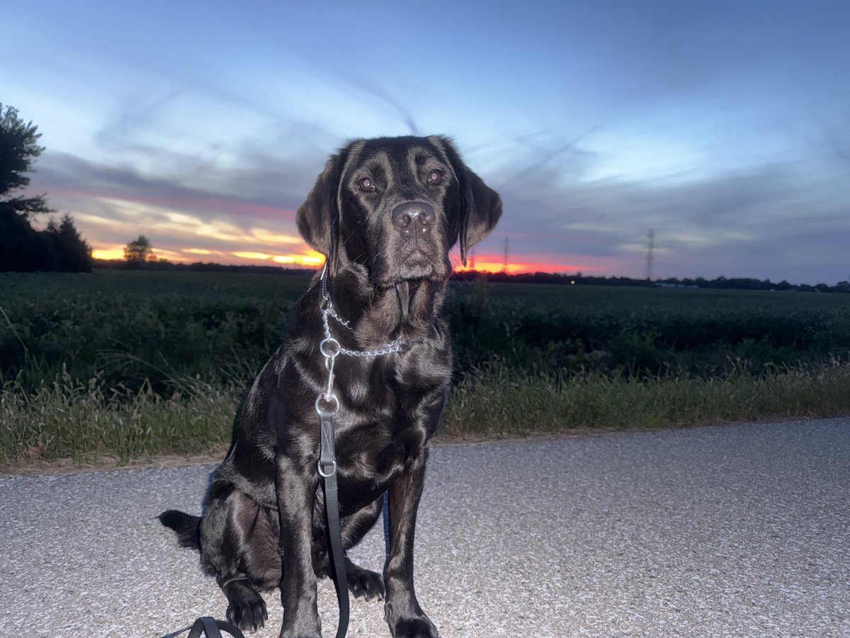 OPP_WR's tweet photo. It's #OPP Rise and Shine: Sunday Morning Safety Time with #Ranger!  Just a friendly reminder that fall is here! Please turn on your vehicles entire lighting system and to always be visible if your are out walking, running or riding a bicycle.  #WROPP ^es
~
C'est l'heure de #OPP Rise and Shine : le moment de la sécurité du dimanche matin avec #Ranger !  Juste un petit rappel amical : l'automne est là ! N'oubliez pas d'allumer tous les feux de votre véhicule et de toujours vous rendre visibles si vous marchez, courez ou faites du vélo.  #WROPP ^es