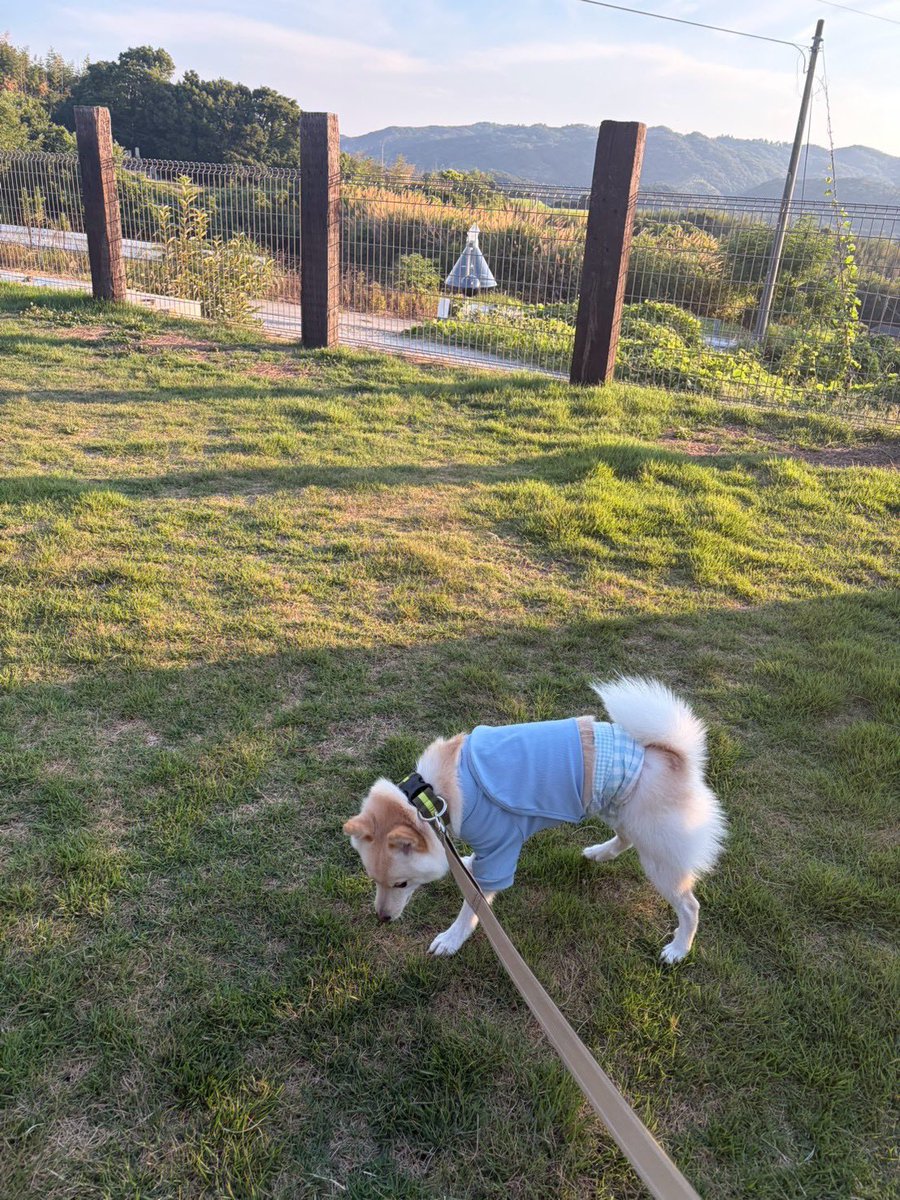 Mountain_Be's tweet photo. 夏休みに淡路島にお出掛け🏖️
犬OKな宿を探してGOSSA Innに泊まりました🐶
食器類は完備 庭でBBQも出来て
部屋もとても綺麗でした
今度はグランピング行こうね🐕
https://t.co/QEowhLehzb
#淡路島 #旅行 #犬連れ #GOSSA https://t.co/4D2ym64kte