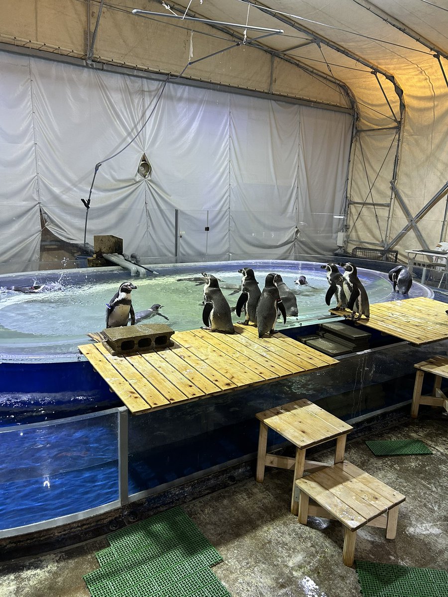 momo1192258's tweet photo. 明日で閉館予定の水族館に行ってきたけど、あまりにも良すぎた https://t.co/7fHE7KcXJx