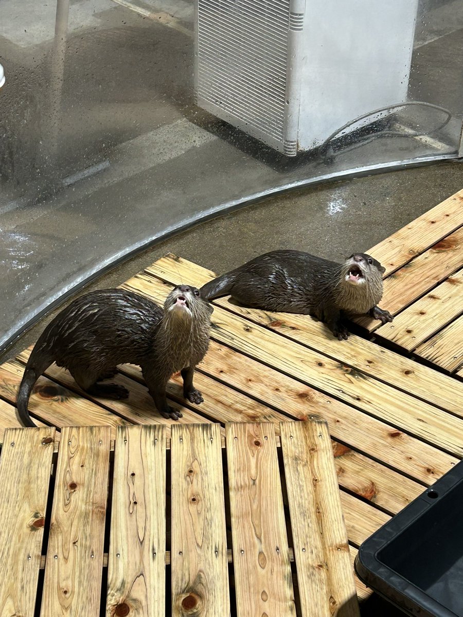 momo1192258's tweet photo. 明日で閉館予定の水族館に行ってきたけど、あまりにも良すぎた https://t.co/7fHE7KcXJx