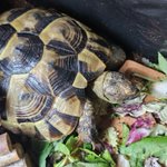 Photo by TinyTommyTortoise (@tortoise_tiny)
