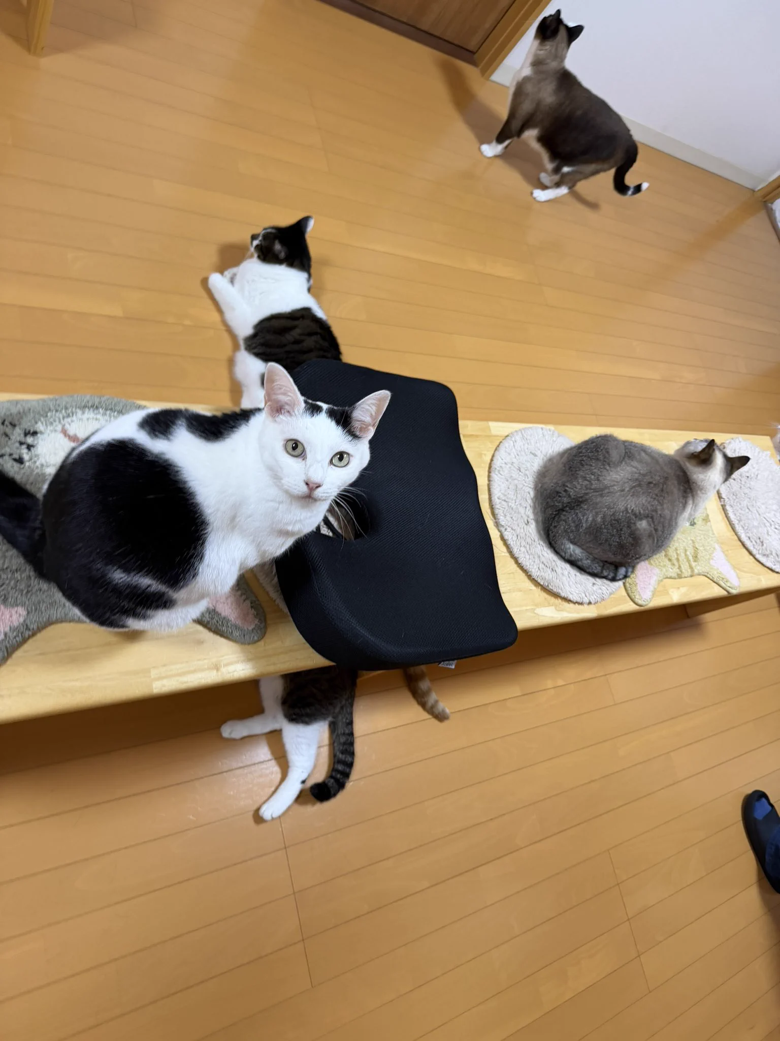 活動歴および当時の関連ビジュアル記録