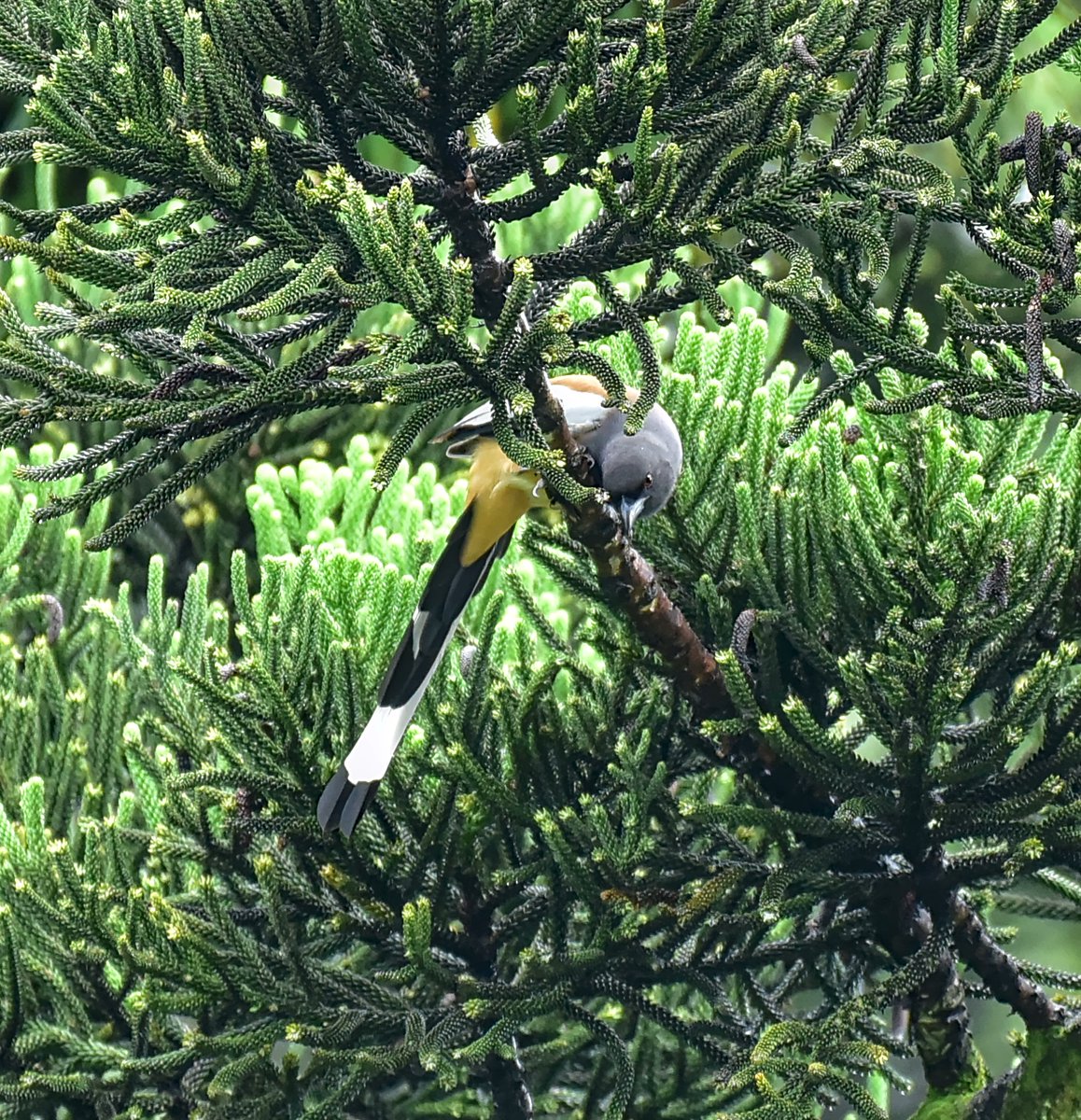 navsri6619's tweet photo. Birds of Indian Embassy (@IndiainNepal): Rufous Treepie (कोकले) is another permanent resident of the Indian Embassy compound. There are 2 pairs that I have seen during my stay here. They usually make a loud call, and as per Google, the Nepali name is an onomatopoeia based on that loud "kok-kok" or metallic calling sound
@pbs_savethebird @birdlifenepal @MOFENepal @nepaltourismb @IndiaInNepal @Team_eBird