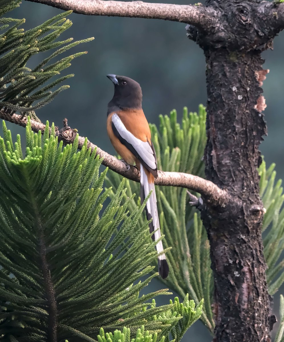 navsri6619's tweet photo. Birds of Indian Embassy (@IndiainNepal): Rufous Treepie (कोकले) is another permanent resident of the Indian Embassy compound. There are 2 pairs that I have seen during my stay here. They usually make a loud call, and as per Google, the Nepali name is an onomatopoeia based on that loud "kok-kok" or metallic calling sound
@pbs_savethebird @birdlifenepal @MOFENepal @nepaltourismb @IndiaInNepal @Team_eBird