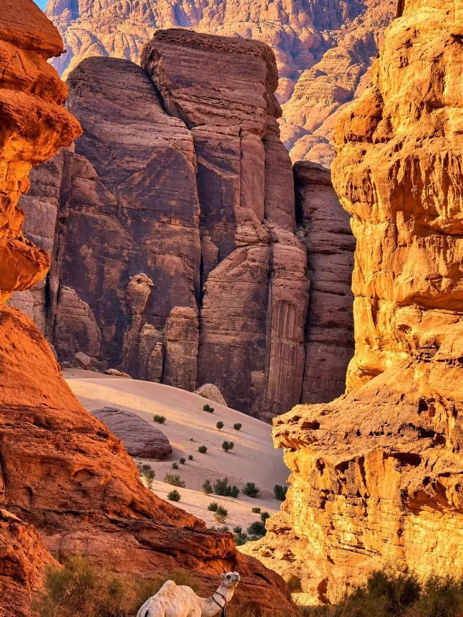 DesertToStars's tweet photo. Wadi Rum.
Old rock. Endless sand.
#Jordan https://t.co/NyZn94LO2q