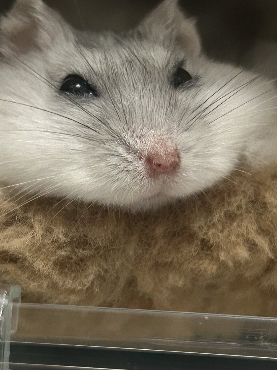 hamuo_hamhamsan's tweet photo. 爆美女🐹こゆこゆちゃん❄️
おねむ💤
#こゆき　#爆美女こゆき　#ハムスター　#パールホワイトジャンガリアン https://t.co/FjN0EkaoUS