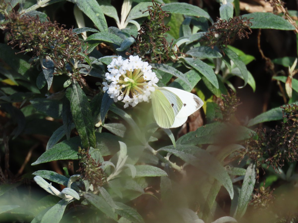 CCommijs's tweet photo. Vanmiddag een paar #witjes 🦋 https://t.co/pgNpOYgfYP