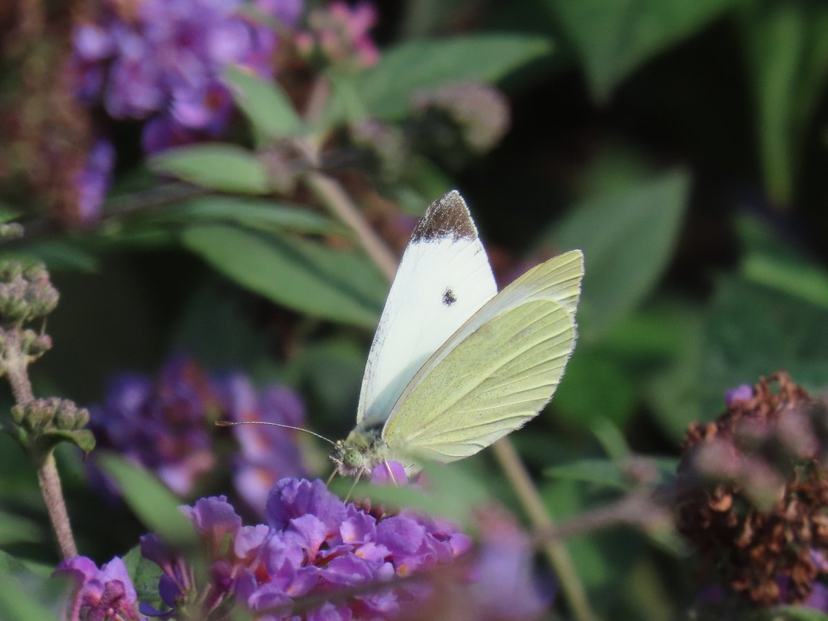 CCommijs's tweet photo. Vanmiddag een paar #witjes 🦋 https://t.co/pgNpOYgfYP