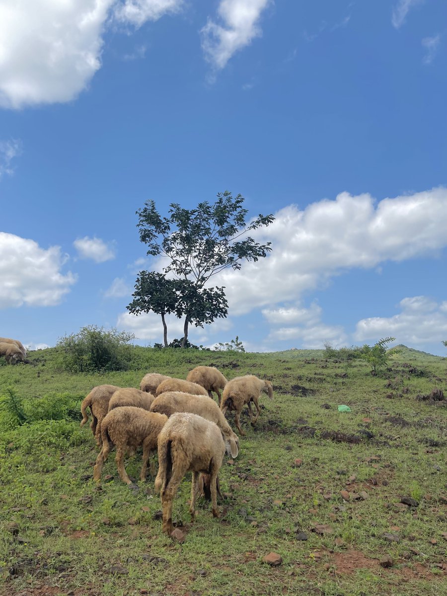 mansebanjaran's tweet photo. Today I walked 13 km and saw sheep https://t.co/XsnWoe3lt5
