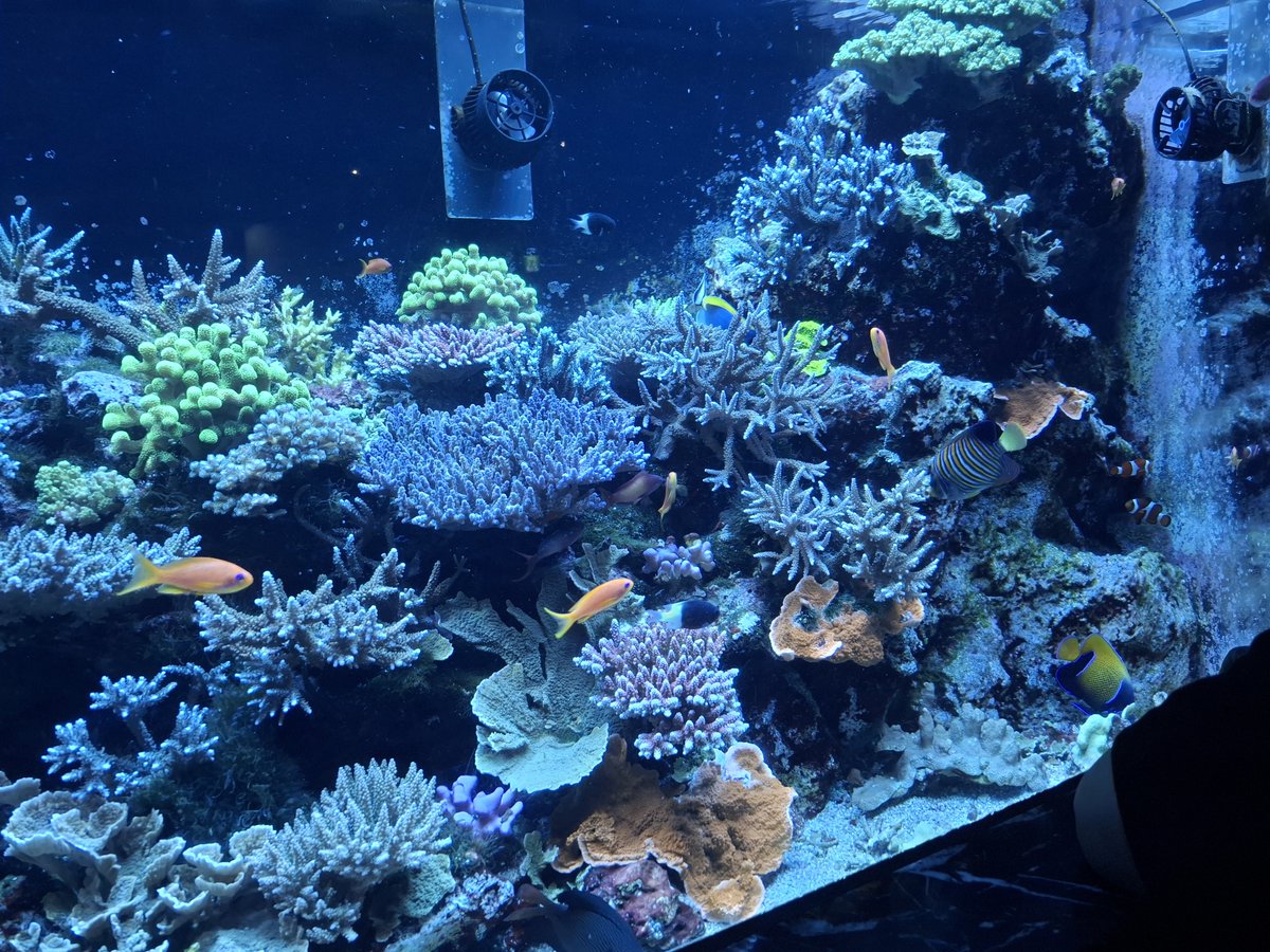 syu530's tweet photo. エプソン品川アクアスタジアム
行きましたー。
イルカショー、上から水降ってきたり
さすが！って感じでした。
都会の水族館楽しかった！ https://t.co/cGVGdtlpzr