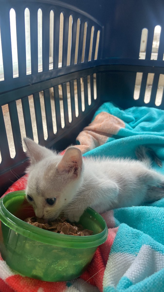 bellyss14's tweet photo. 🚨 PRECISO DE AJUDA COM UM GATINHO RESGATADO 🚨

Gente, eu resgatei esse gatinho que encontrei na rua em uma situação muito triste. Ele não consegue mexer as duas patinhas traseiras e estava se arrastando+ https://t.co/obF85K8OGn