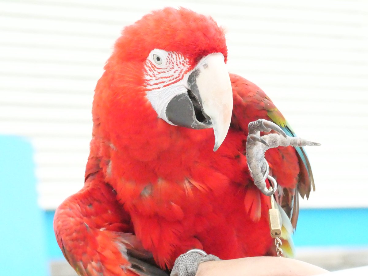 eg_cca's tweet photo. アニパのスター🌟

#東武動物公園
#サニー
#ベニコンゴウインコ https://t.co/BFtoDz6eWo